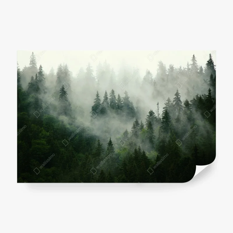 Fototapete nebliger nadelwald – Wallnifity® Fototapete nebliger nadelwald – Wallnifity®