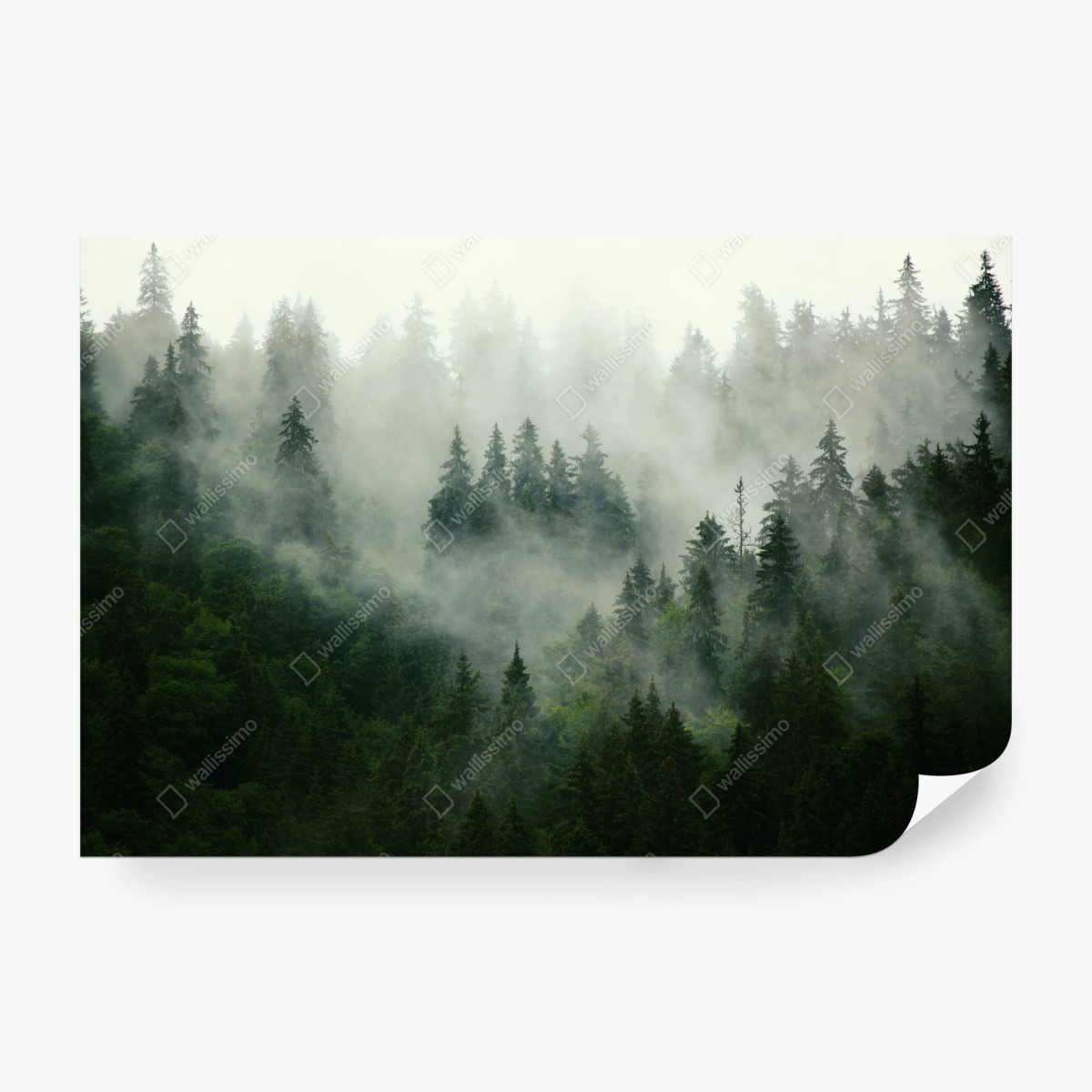Fototapete nebliger nadelwald – Wallnifity®