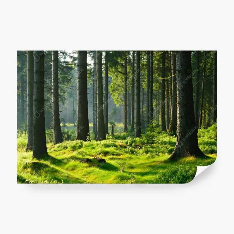 Fototapete sonnige grüne lichtung im wald