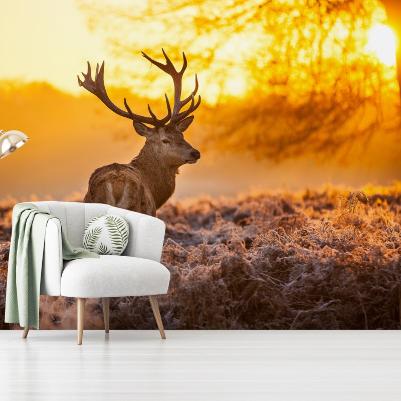 Fototapete goldener hirsch im sonnenaufgang – Wallnifity®