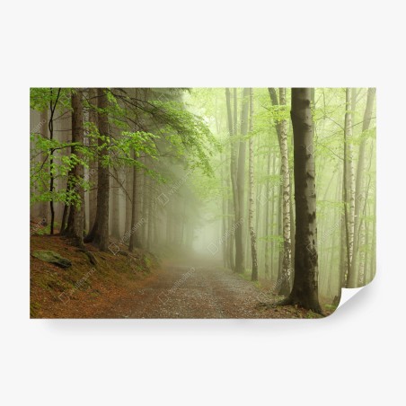 Fototapete nebliger waldpfad – Wallnifity®