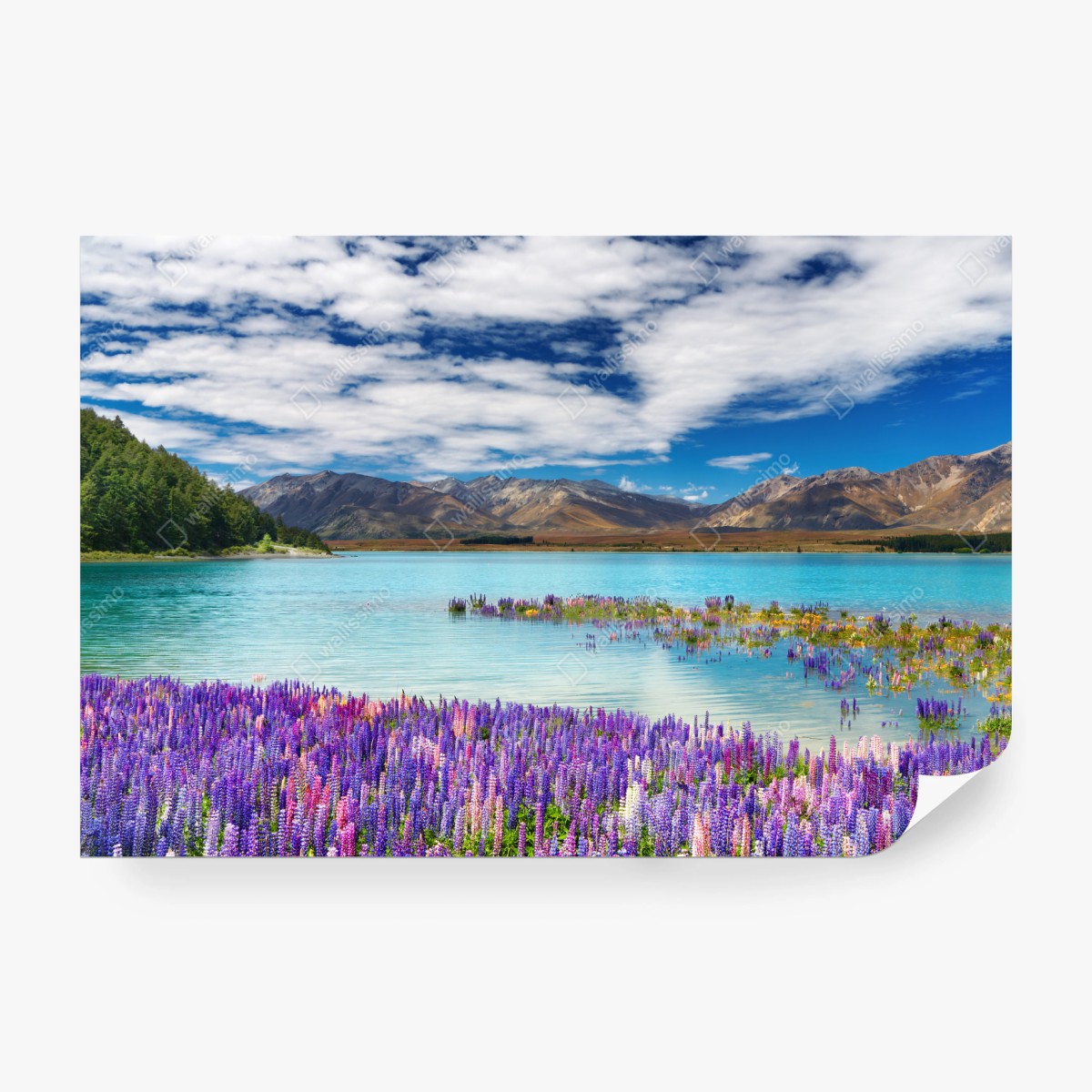 Fototapete Lake Tekapo lupinenmeer am türkisen see – Wallnifity®