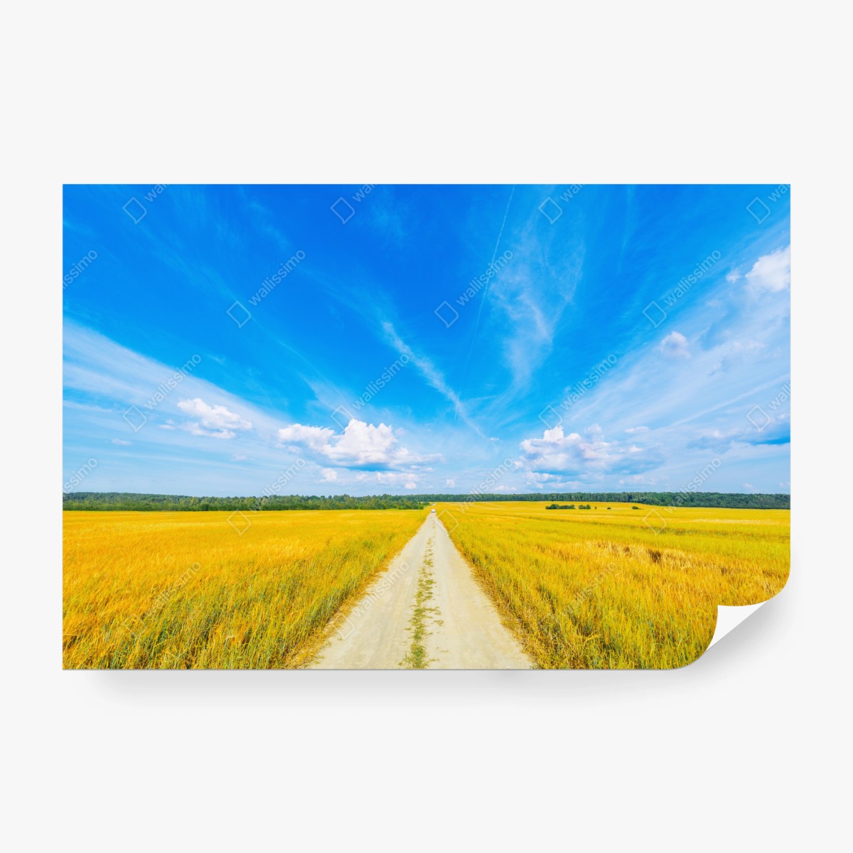 Fototapete goldene wiese unter weitem blauem himmel – Wallnifity®