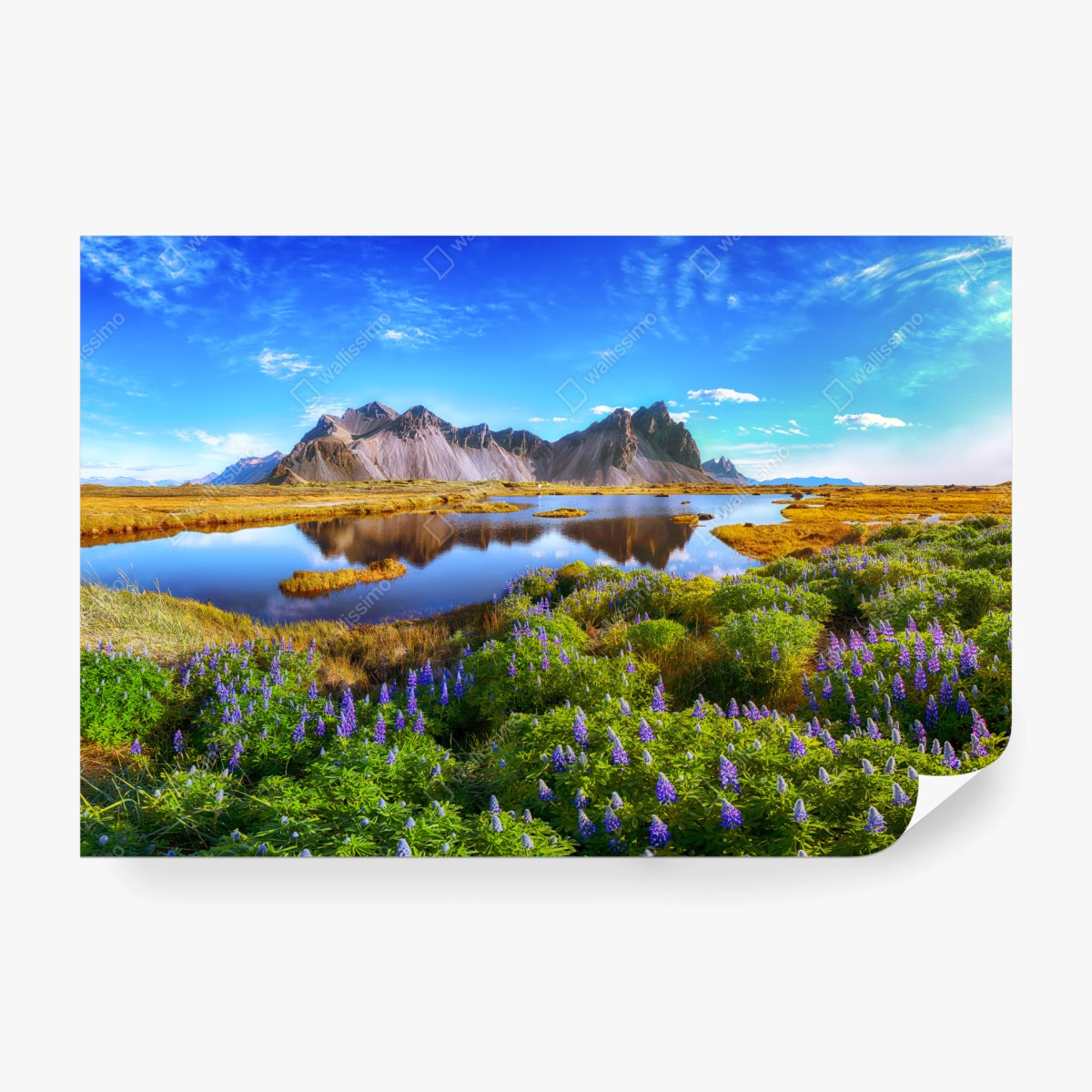 Fototapete lupinenwiese am Vestrahorn, Island – Wallnifity®
