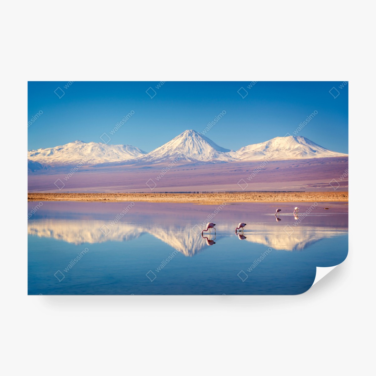 Fototapete Laguna Chaxa mit flamingos und Licancabur – Wallnifity®