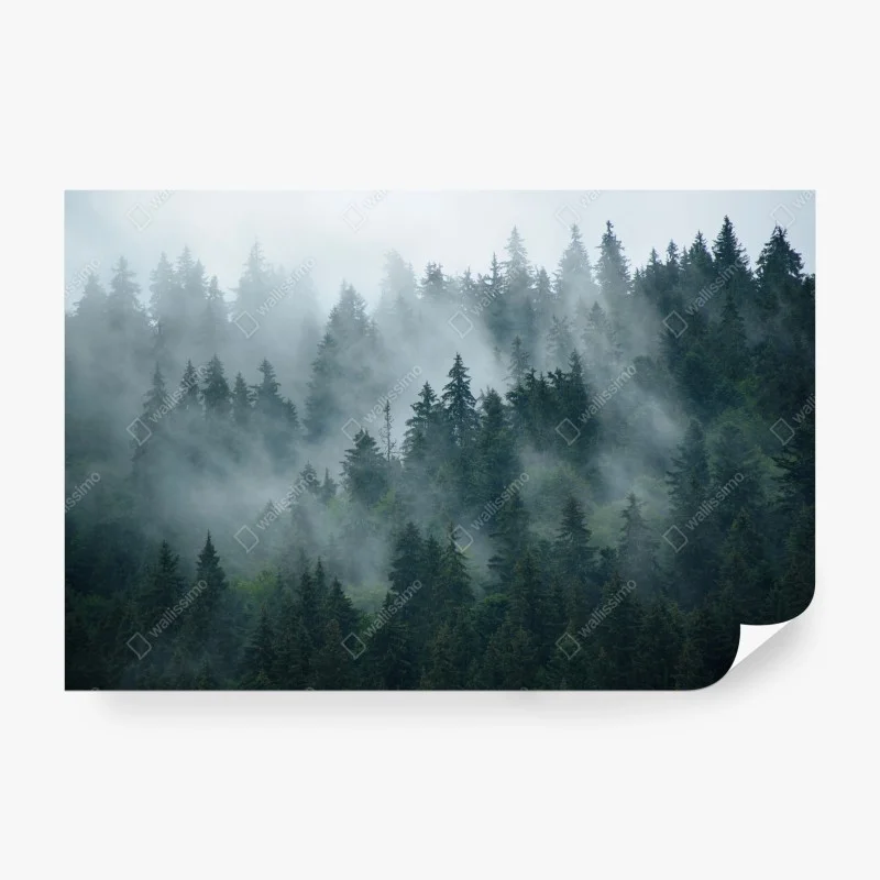 Fototapete nebeliger immergrüner wald