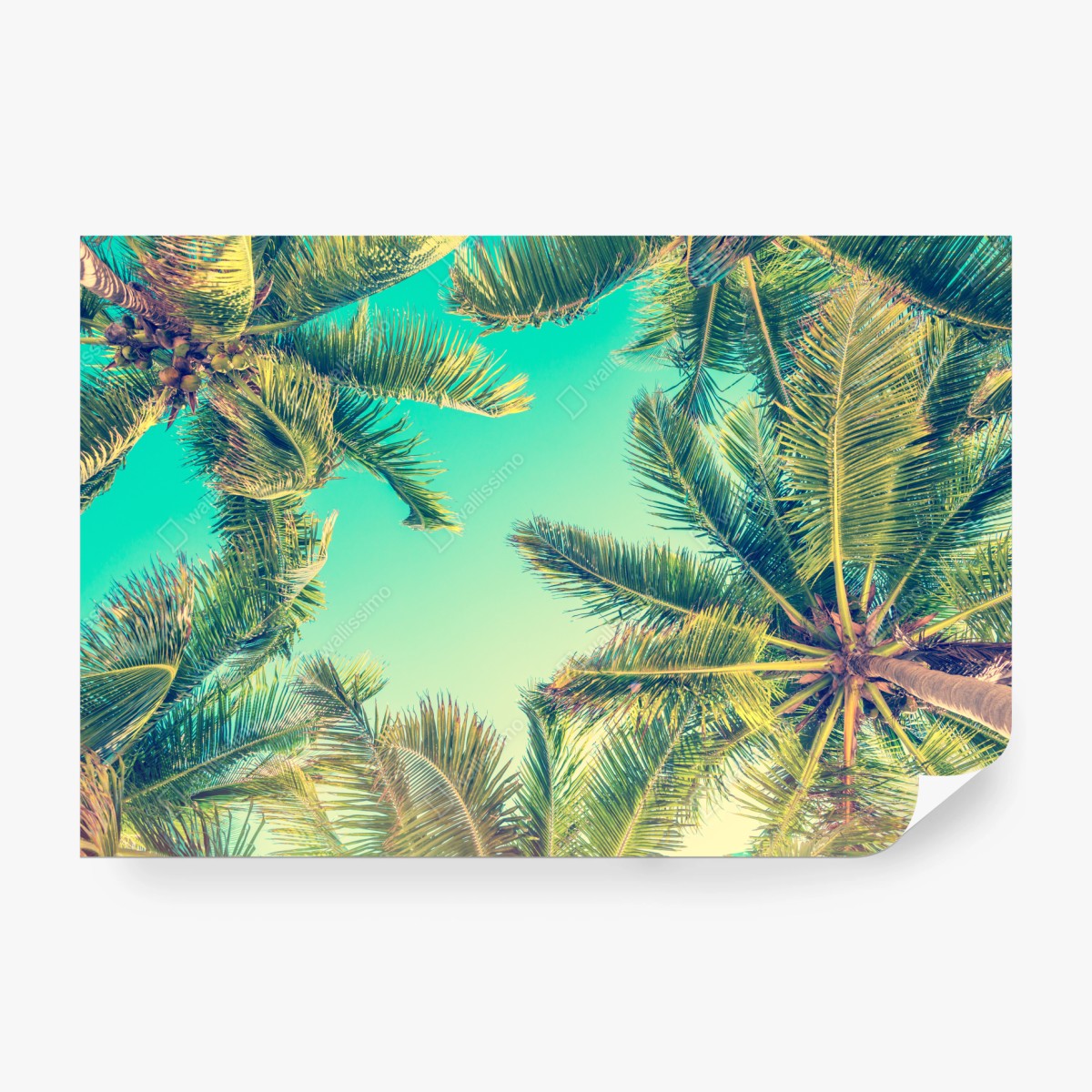 Fototapete vintage türkis palmenhimmel – Wallnifity®