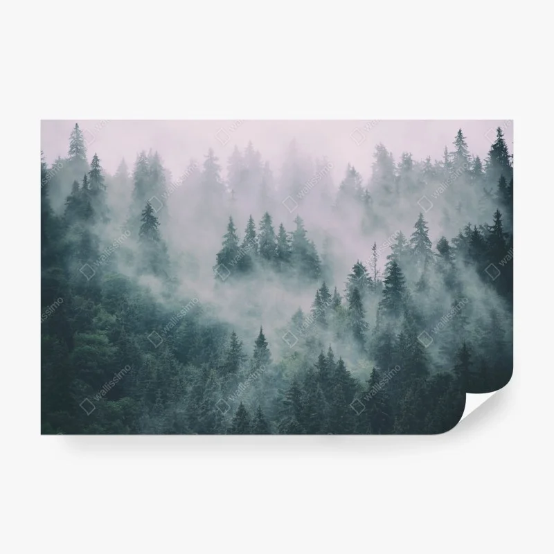 Fototapete nebliger immergrüner wald