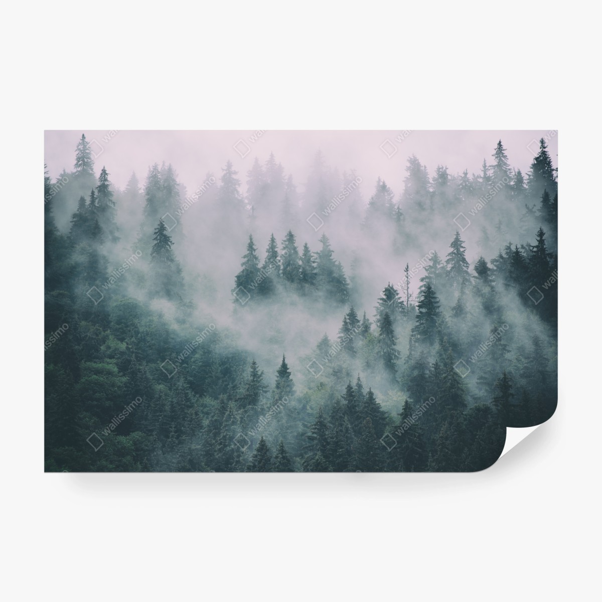 Fototapete nebliger immergrüner wald – Wallnifity®