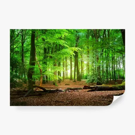 Fototapete sonnendurchfluteter grüner wald – Wallnifity®