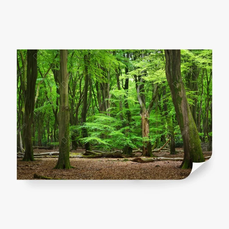 Fototapete ruhige grüne waldkrone – Wallnifity®