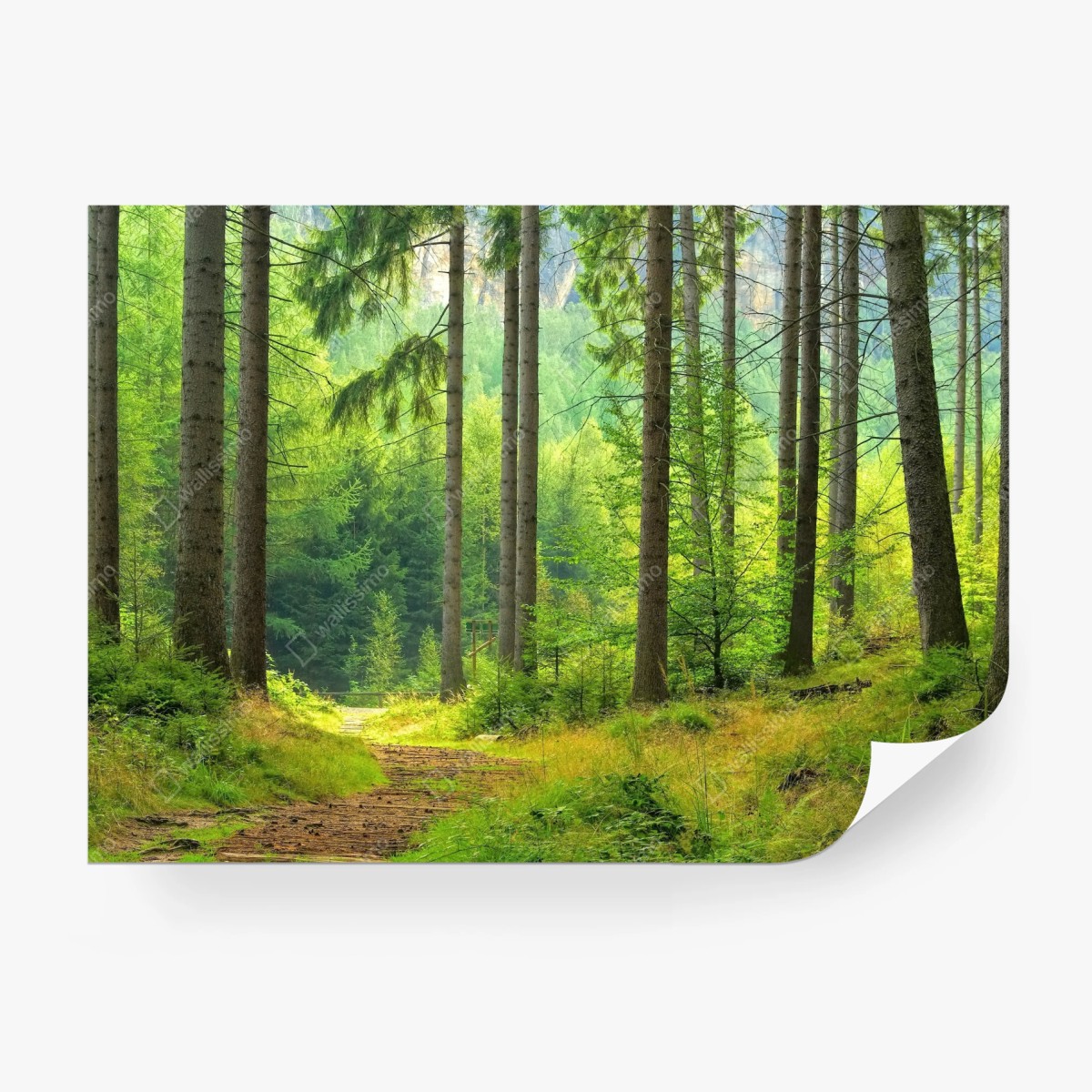 Fototapete sonniger waldweg – Wallnifity®