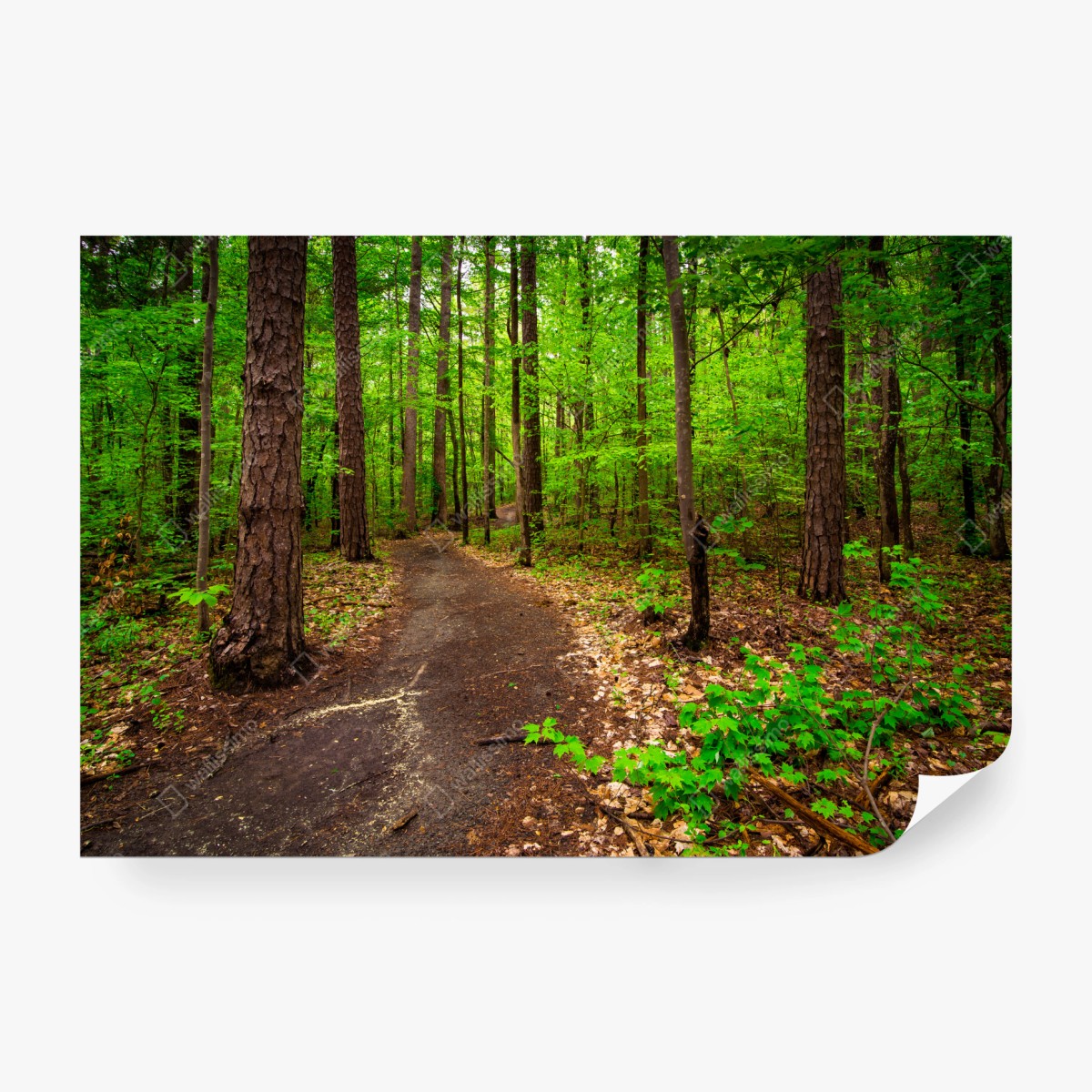 Fototapete ruhiger grüner waldpfad – Wallnifity®