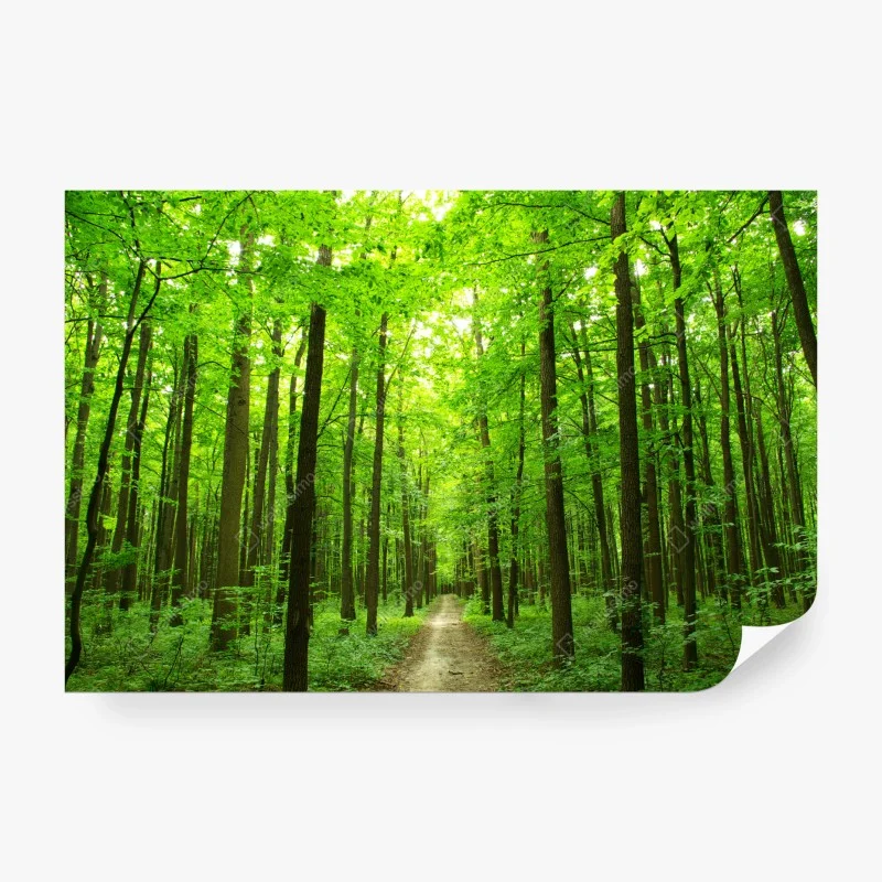 Fototapete goldener sonnenuntergang mit segelbooten – Wallnifity®