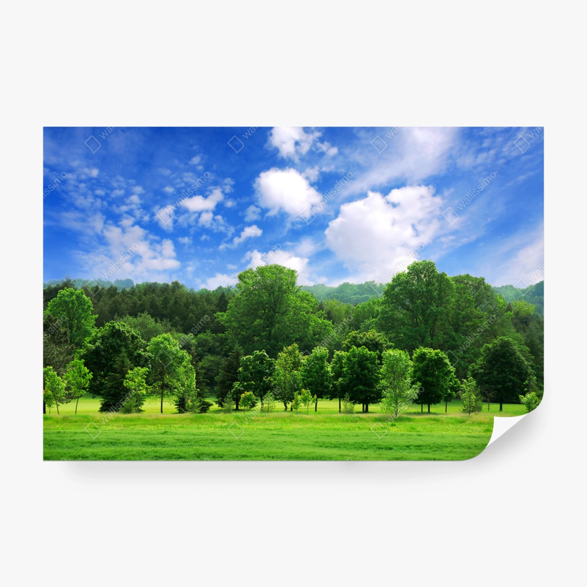Fototapete sommerlicher grüner wald unter blauem himmel – Wallnifity®