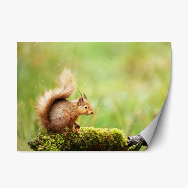 Repositionierbarer Aufkleber tropischer türkisstrand – Wallnifity®