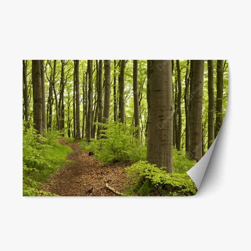 Repositionierbarer Aufkleber ruhiger grüner waldweg – Wallnifity® Repositionierbarer Aufkleber ruhiger grüner waldweg – Wallnifity®