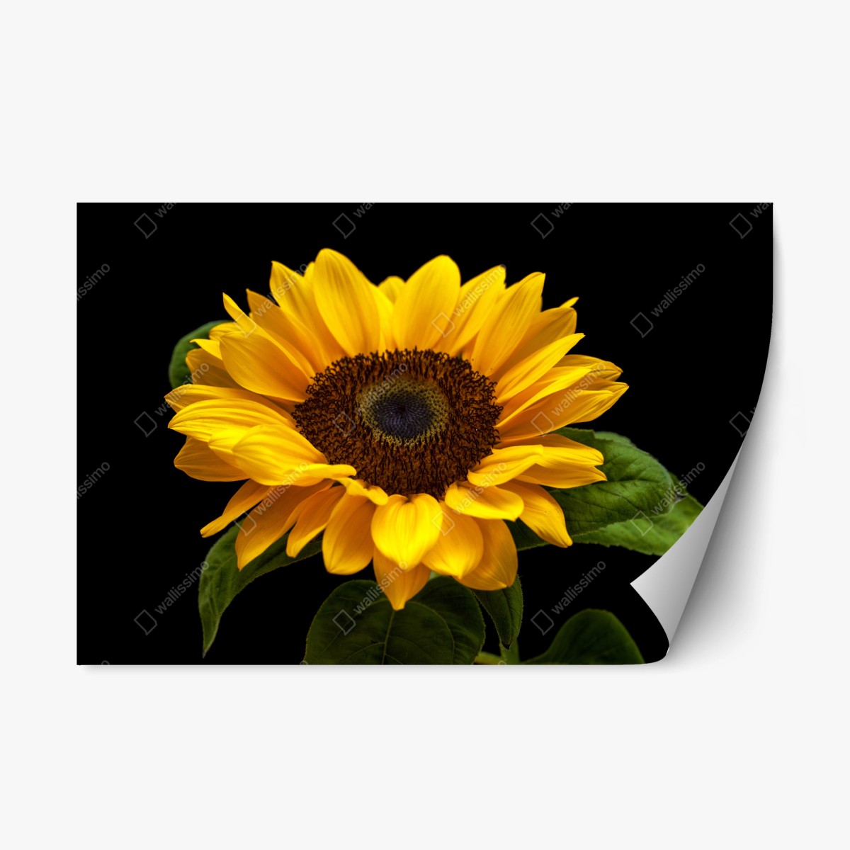 Repositionierbarer Aufkleber leuchtende sonnenblume auf schwarzem hintergrund – Wallnifity® Repositionierbarer Aufkleber leuchtende sonnenblume auf schwarzem hintergrund – Wallnifity®