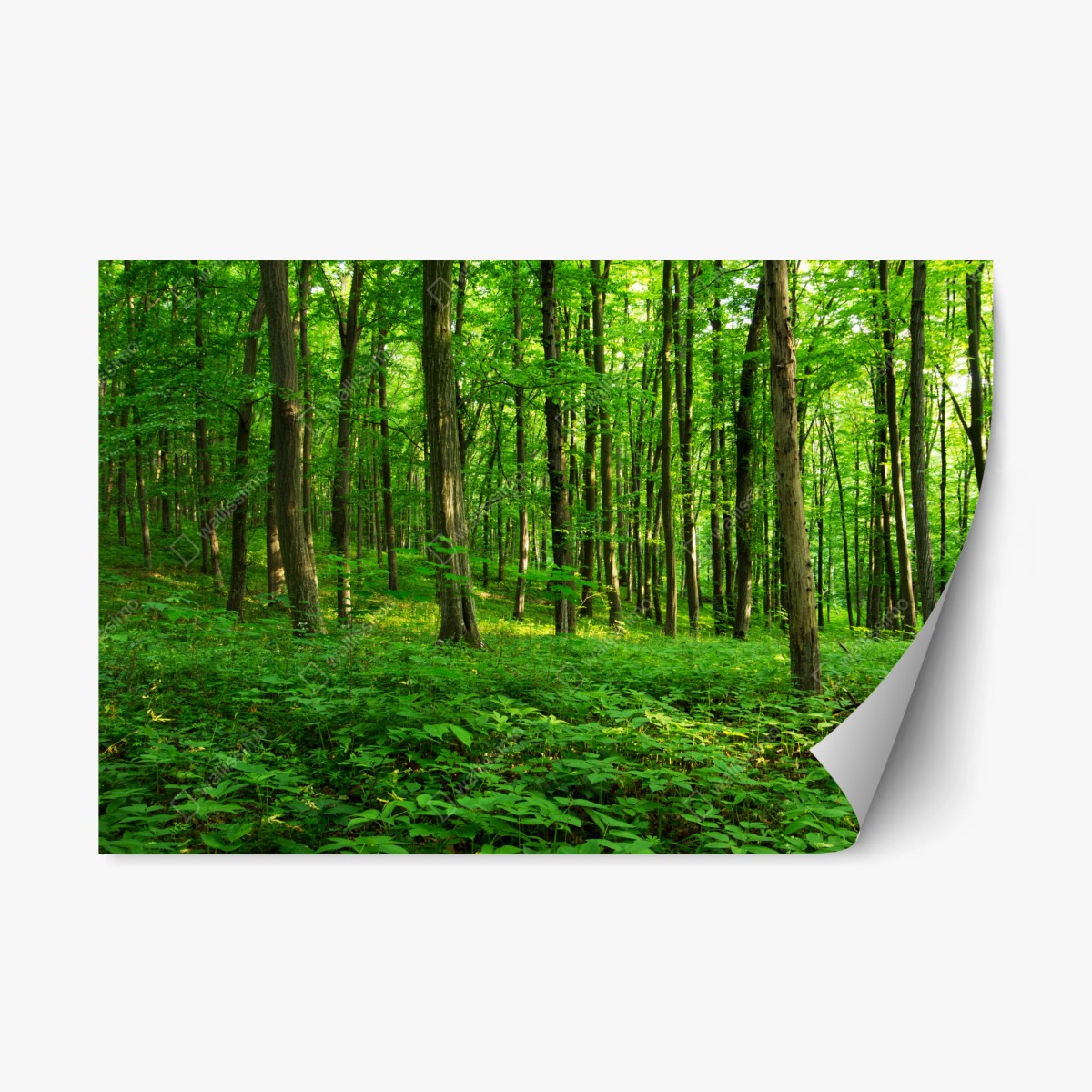 Repositionierbarer Aufkleber sonniger grüner wald im frühling – Wallnifity®