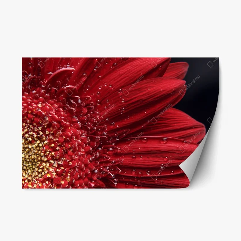 Repositionierbarer Aufkleber rote gerbera makro mit wassertropfen – Wallnifity®