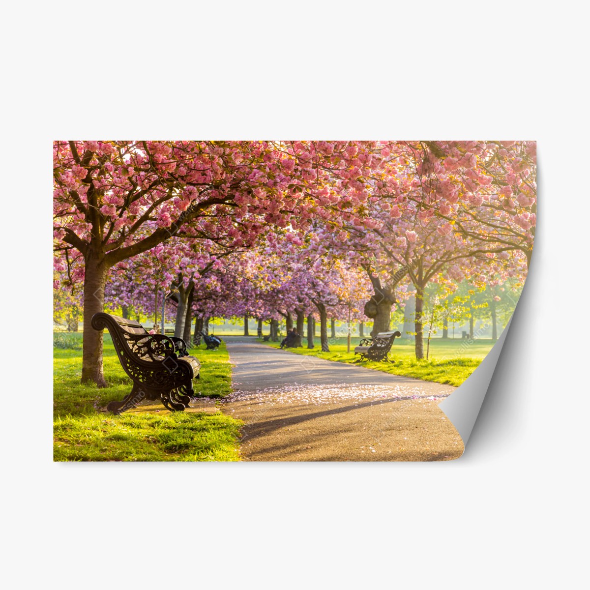 Repositionierbarer Aufkleber kirschblütenallee im frühling – Wallnifity®