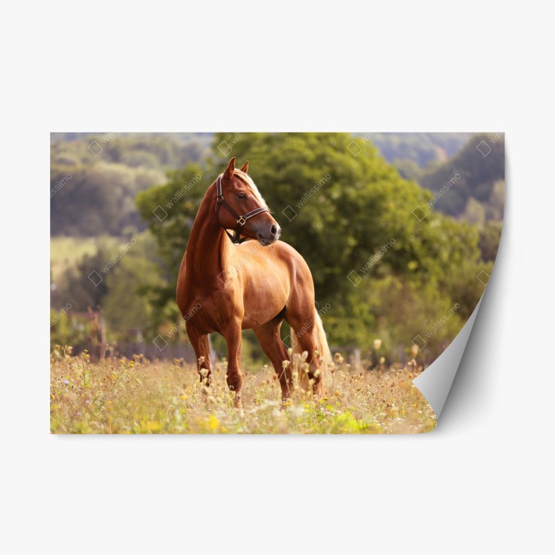 Repositionierbarer Aufkleber panorama Teide auf Teneriffa – Wallnifity®