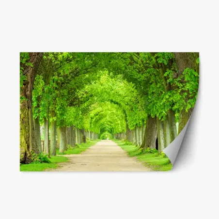 Repositionierbarer Aufkleber grüner baumtunnel – Wallnifity®