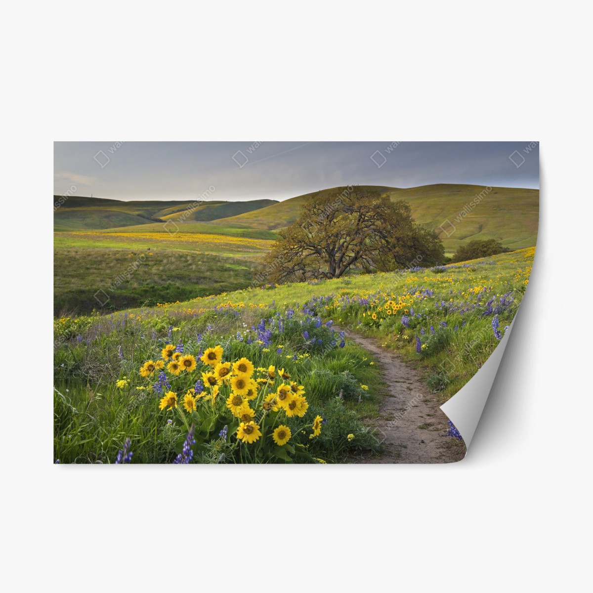 Repositionierbarer Aufkleber pfad durch blumenwiese mit eichenbaum – Wallnifity®