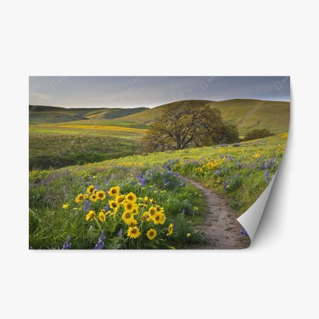 Repositionierbarer Aufkleber pfad durch blumenwiese mit eichenbaum – Wallnifity®