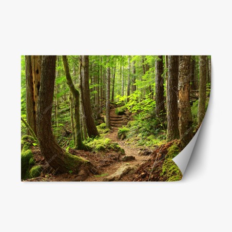 Repositionierbarer Aufkleber moosiger waldpfad – Wallnifity®