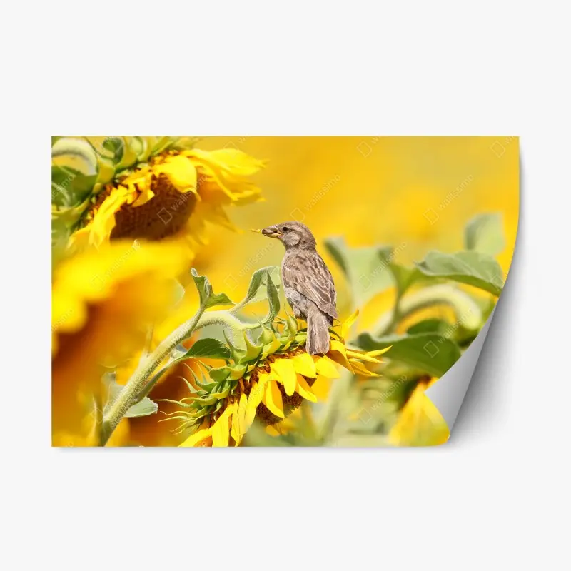 Repositionierbarer Aufkleber spatz auf einer sonnenblume