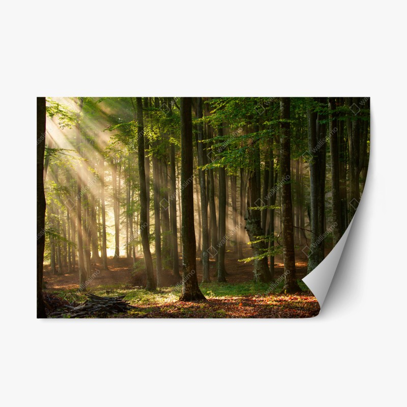 Repositionierbarer Aufkleber morgendliches licht im buchenwald