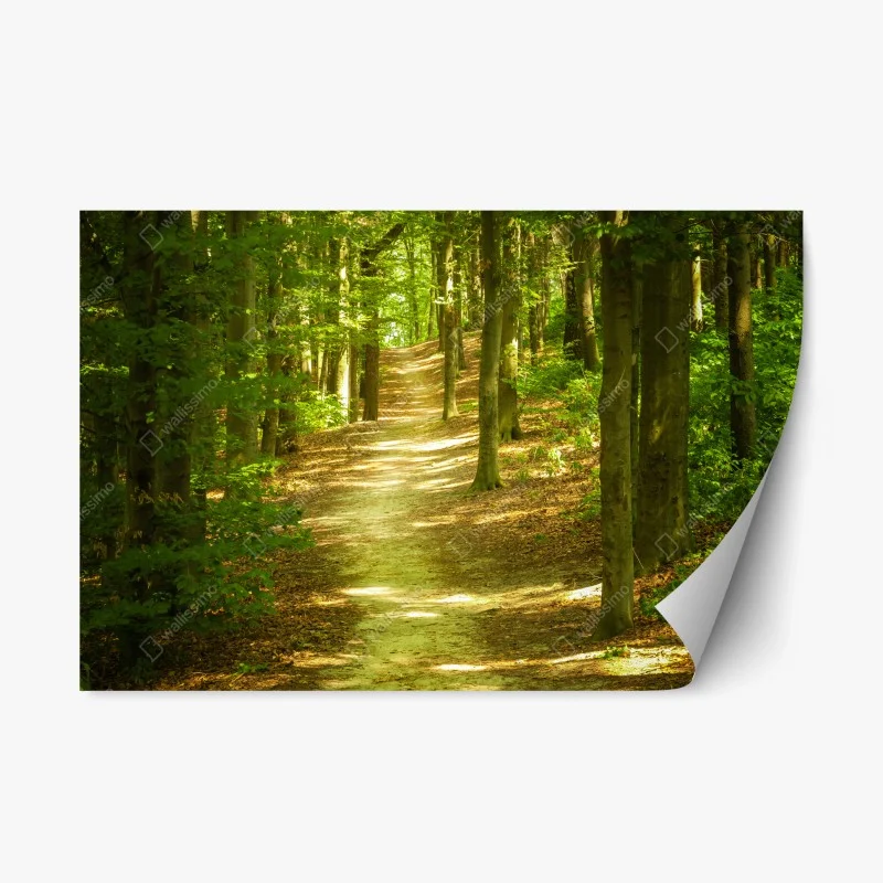 Repositionierbarer Aufkleber sonniger waldpfad