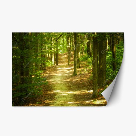 Repositionierbarer Aufkleber sonniger waldpfad – Wallnifity®