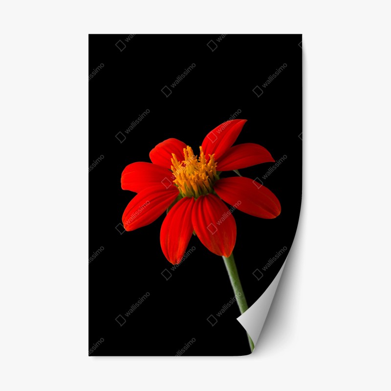 Repositionierbarer Aufkleber goldene reisterrassen im morgenlicht – Wallnifity®