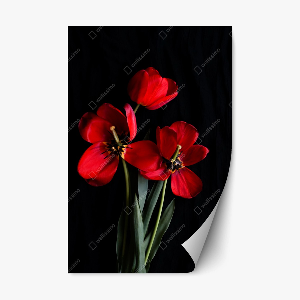 Repositionierbarer Aufkleber drei rote tulpen vor schwarzem hintergrund – Wallnifity® Repositionierbarer Aufkleber drei rote tulpen vor schwarzem hintergrund – Wallnifity®