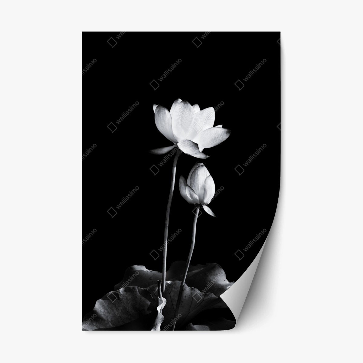 Repositionierbarer Aufkleber weißer lotus in monochrom – Wallnifity®