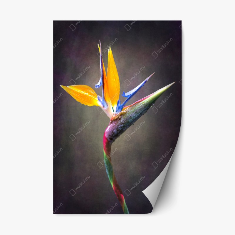 Repositionierbarer Aufkleber winterliche gimpel und vogelbeeren - muster – Wallnifity®