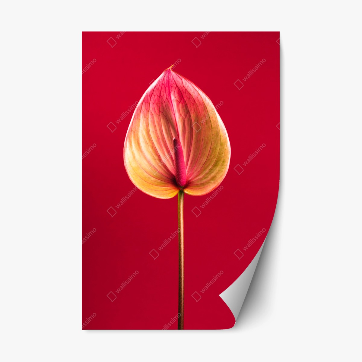 Repositionierbarer Aufkleber elegantes anthurium vor rotem hintergrund – Wallnifity®