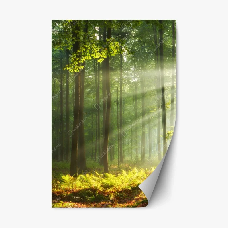 Repositionierbarer Aufkleber sonniger morgenwald – Wallnifity® Repositionierbarer Aufkleber sonniger morgenwald – Wallnifity®