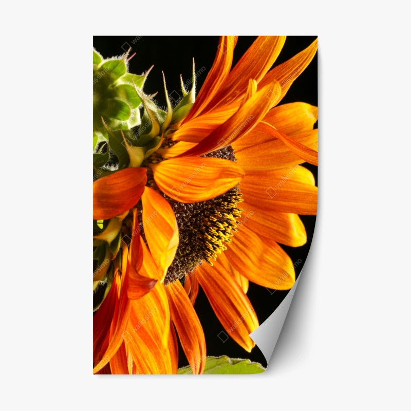 Repositionierbarer Aufkleber elegantes pfauen- und blumenmuster – Wallnifity®