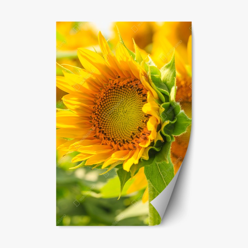 Repositionierbarer Aufkleber goldene reisterrassen im morgenlicht – Wallnifity®