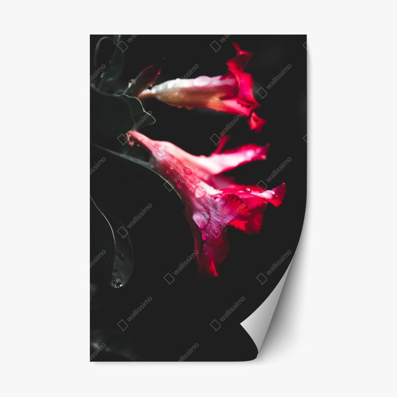 Repositionierbarer Aufkleber türkisfarbene wellen am Kelingking Beach – Wallnifity®