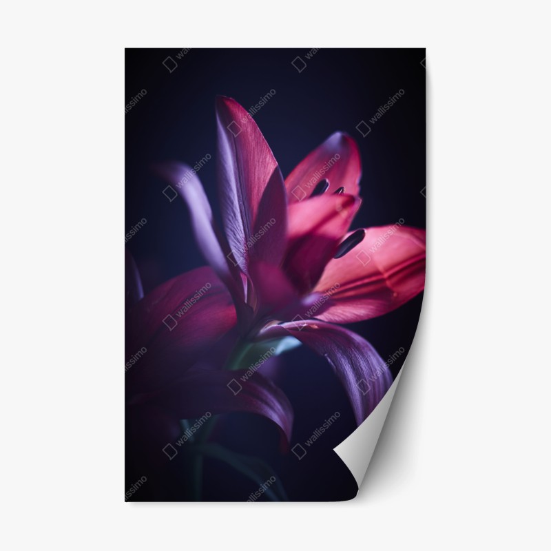 Repositionierbarer Aufkleber rote lilie im halbdunkel – Wallnifity®