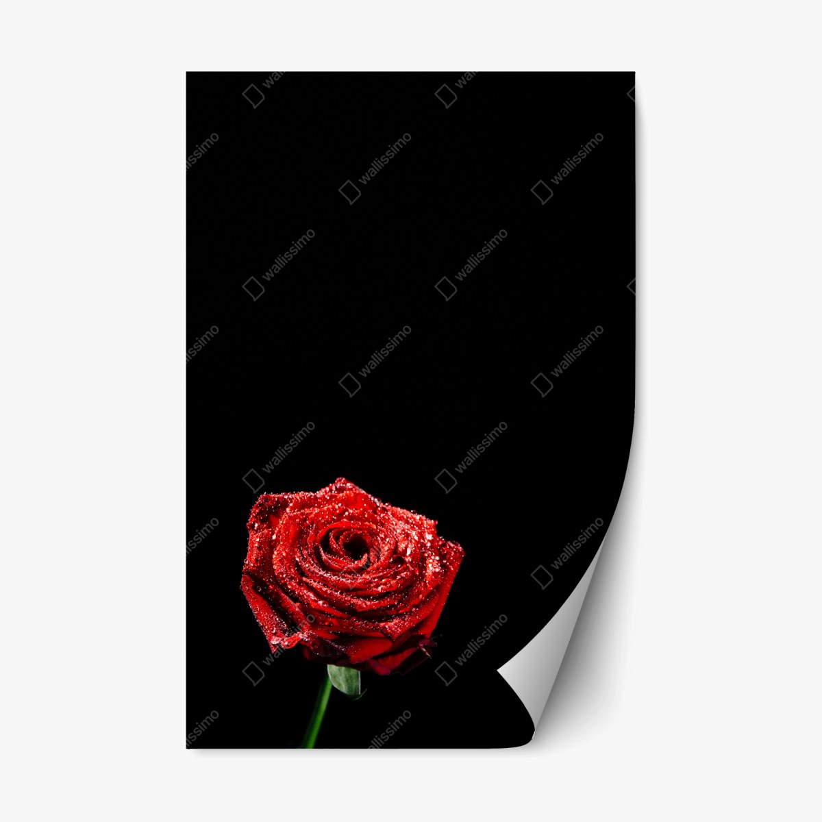 Repositionierbarer Aufkleber rote rose mit tautröpfchen vor schwarzem hintergrund – Wallnifity® Repositionierbarer Aufkleber rote rose mit tautröpfchen vor schwarzem hintergrund – Wallnifity®