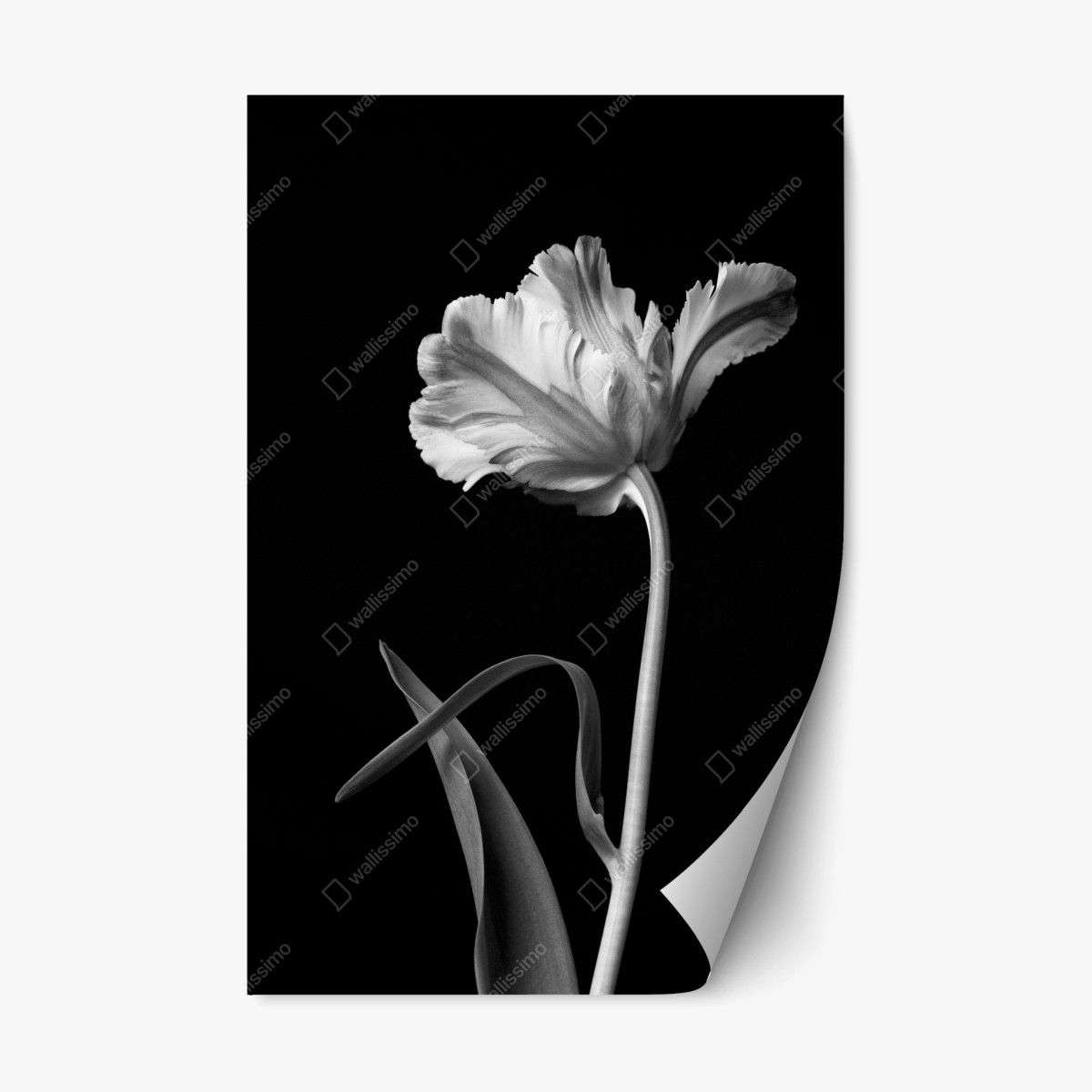 Repositionierbarer Aufkleber elegante monochrome tulpe – Wallnifity®