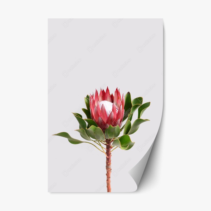 Repositionierbarer Aufkleber goldenes blumenornament auf nachtblauem hintergrund – Wallnifity®