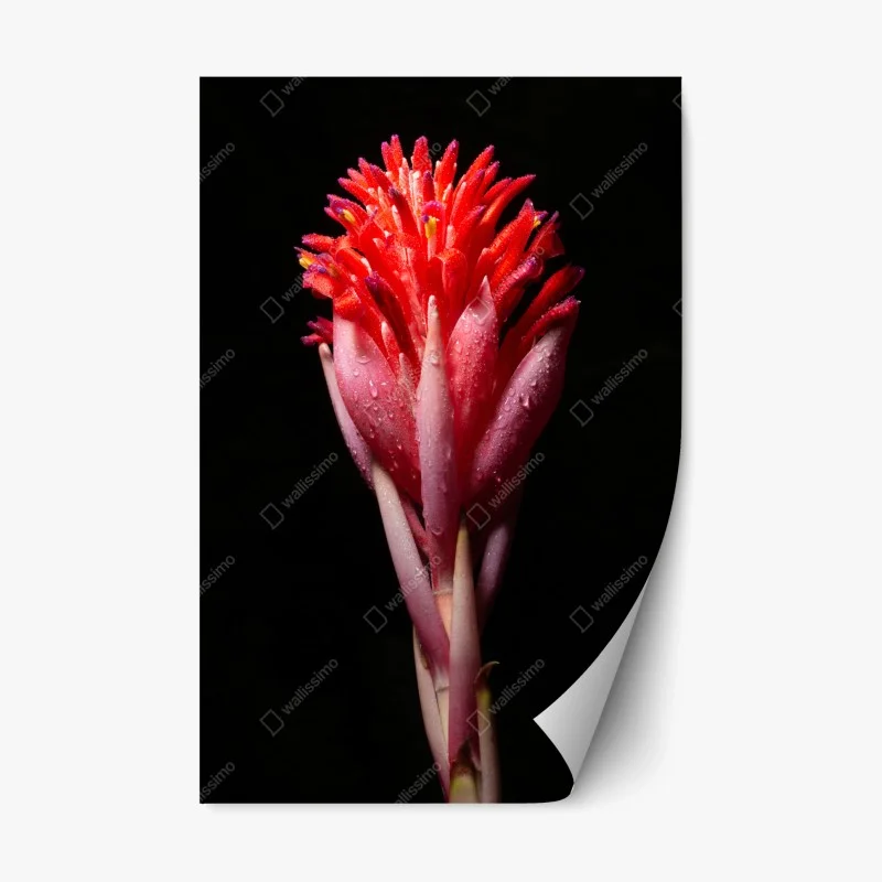 Repositionierbarer Aufkleber leuchtende rosa blüte vor schwarzem hintergrund