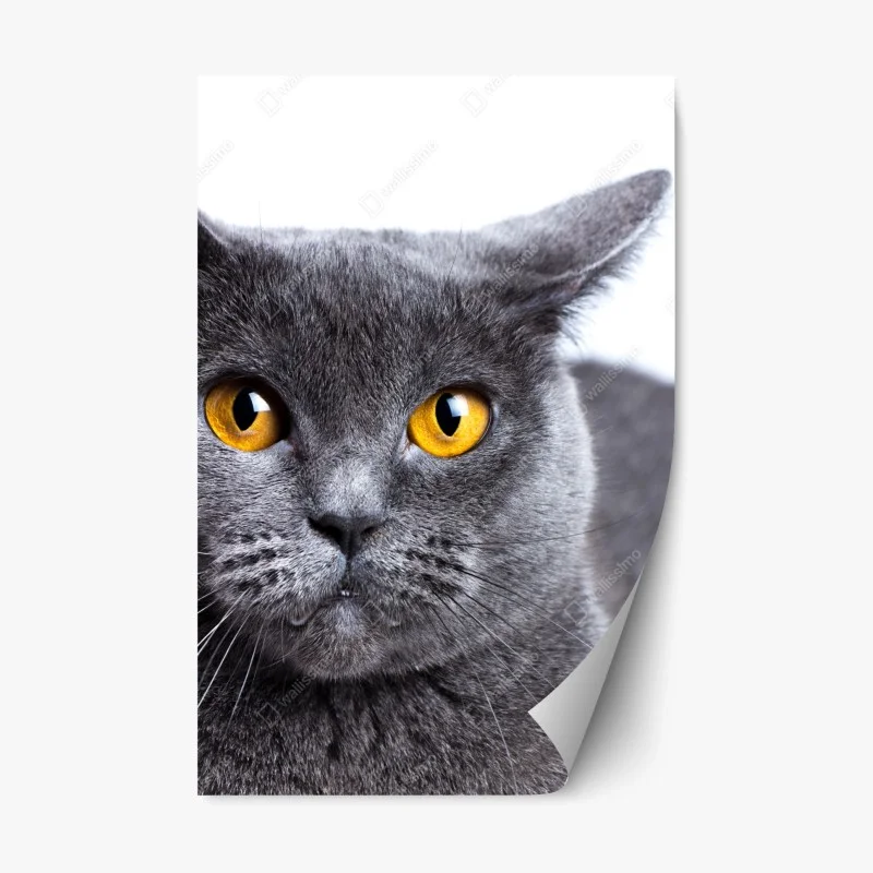 Repositionierbarer Aufkleber ausdrucksstarkes porträt einer grauen katze mit goldenen augen – Wallnifity® Repositionierbarer Aufkleber ausdrucksstarkes porträt einer grauen katze mit goldenen augen – Wallnifity®