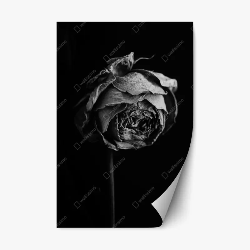 Repositionierbarer Aufkleber monochrome getrocknete rose